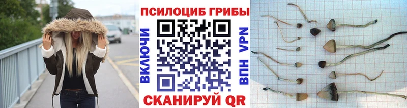 наркотики  Надым  Псилоцибиновые грибы Psilocybine cubensis 